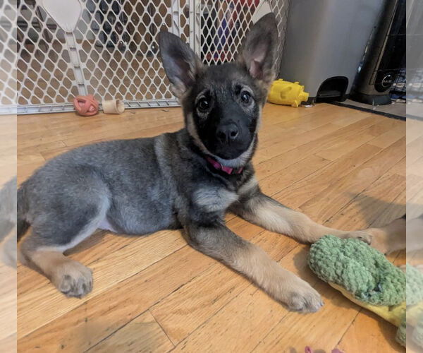 Medium Photo #5 German Shepherd Dog-pomeranian spitz Mix Puppy For Sale in Princeton, MN, USA