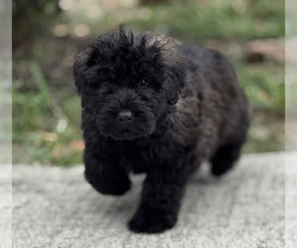 Medium Photo #3 Bouvier Des Flandres Puppy For Sale in WALKER, LA, USA
