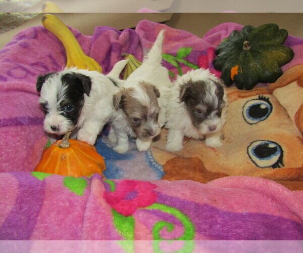Medium Photo #2 Havanese Puppy For Sale in SPENCERVILLE, IN, USA