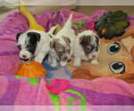 Small Photo #2 Havanese Puppy For Sale in SPENCERVILLE, IN, USA