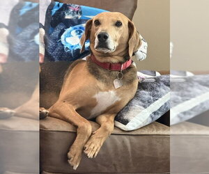 Treeing Walker Coonhound Dogs for adoption in Oakhurst, NJ, USA