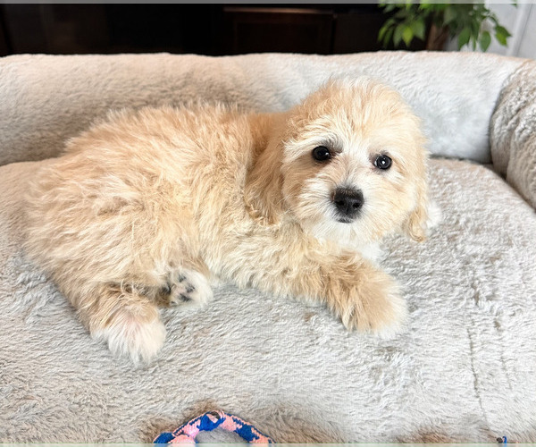 Medium Photo #2 Maltipoo Puppy For Sale in GREENWOOD, IN, USA