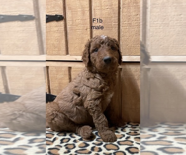 Medium Photo #2 Goldendoodle Puppy For Sale in FORT PAYNE, AL, USA