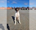 Small #2 German Shorthaired Pointer Mix