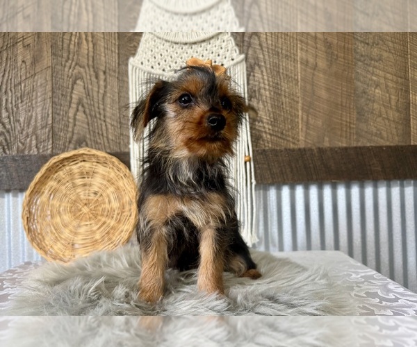 Medium Photo #10 Yorkshire Terrier Puppy For Sale in NAPPANEE, IN, USA