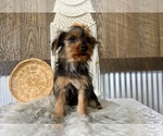 Sharla - Female Yorkshire Terrier Puppy for Sale - Photo #10