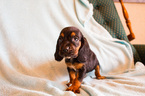 Small Photo #4 Basset Hound Puppy For Sale in ALFORD, IN, USA