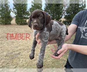 German Shorthaired Pointer Puppy for sale in PLAINVIEW, TX, USA