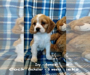 Cockalier Puppy for sale in CLARKRANGE, TN, USA