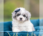 Small Photo #98 Maltipoo (Miniature) Puppy For Sale in WARSAW, IN, USA