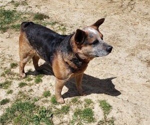 Father of the Australian Cattle Dog puppies born on 02/07/2022