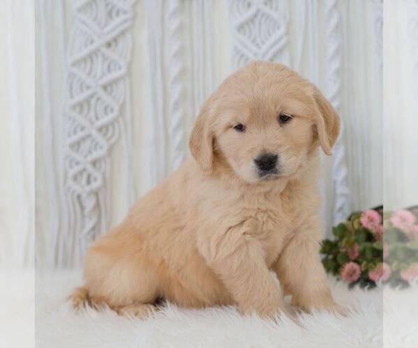 Medium Photo #6 Golden Retriever Puppy For Sale in NEWPORT, PA, USA