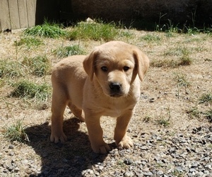 Medium Labrador Retriever