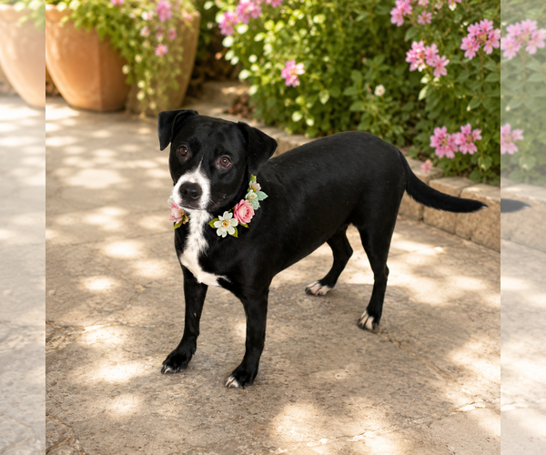 Medium Photo #2 Labbe Puppy For Sale in Phoenix, AZ, USA