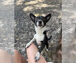 Small Chihuahua
