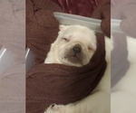 Puppy Puppy 3 Pug