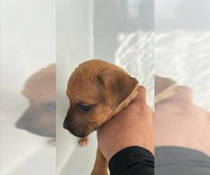 Boxer-Unknown Mix Dogs for adoption in Houston, TX, USA