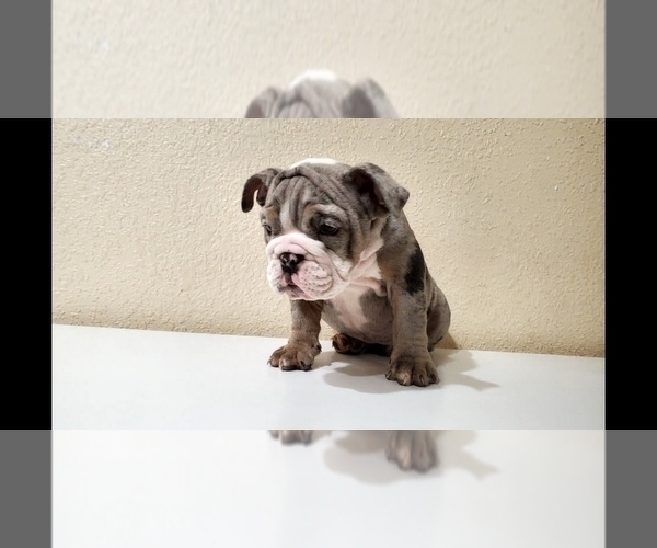 Medium Photo #10 English Bulldog Puppy For Sale in BAKERSFIELD, CA, USA