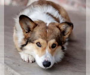 Pembroke Welsh Corgi Puppy for Sale in WEATHERFORD, Texas USA