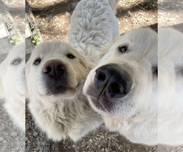 Medium Photo #3 Great Pyrenees Puppy For Sale in Pottstown, PA, USA
