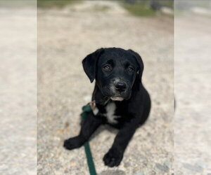 Rottweiler-American Pit Bull Terrier Dogs for adoption in Foristell, MO, USA