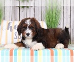 Small Photo #2 Bernedoodle Puppy For Sale in MOUNT VERNON, OH, USA