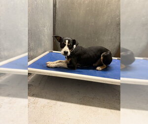 Mutt Dogs for adoption in Conroe, TX, USA