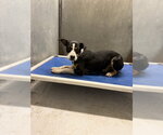 Small Mutt