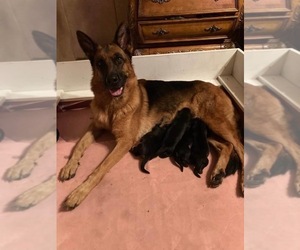 Mother of the German Shepherd Dog puppies born on 11/19/2021
