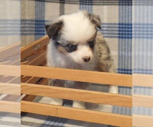 Miniature Australian Shepherd Puppy for sale in FORT MORGAN, CO, USA