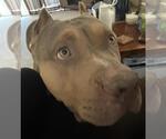 Small #1 Dogue de Bordeaux Mix