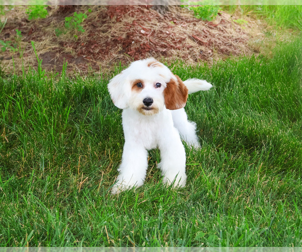 Medium Photo #1 Cavapoo (Miniature) Puppy For Sale in SYRACUSE, IN, USA