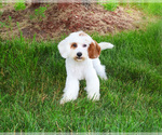 Image preview for Ad Listing. Nickname: Shiloh
