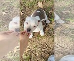Small #3 Olde English Bulldogge