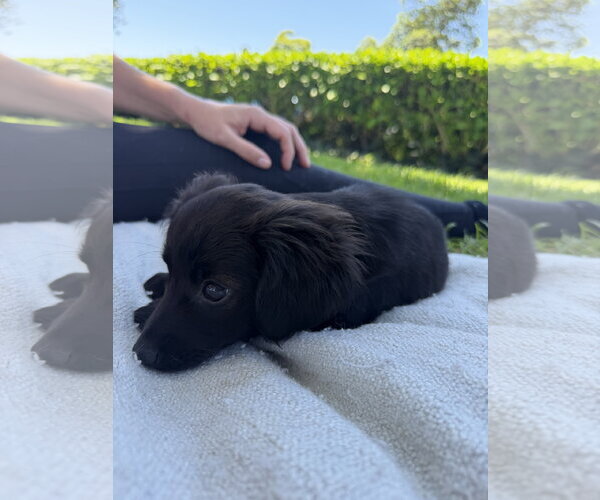 Medium Photo #3 Chihuahua-Unknown Mix Puppy For Sale in Lake Elsinore, CA, USA