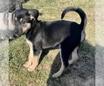 Small Photo #3  Puppy For Sale in , 