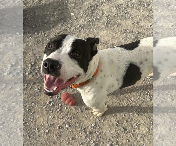 Medium Photo #9 American Pit Bull Terrier Puppy For Sale in Evansville, IN, USA