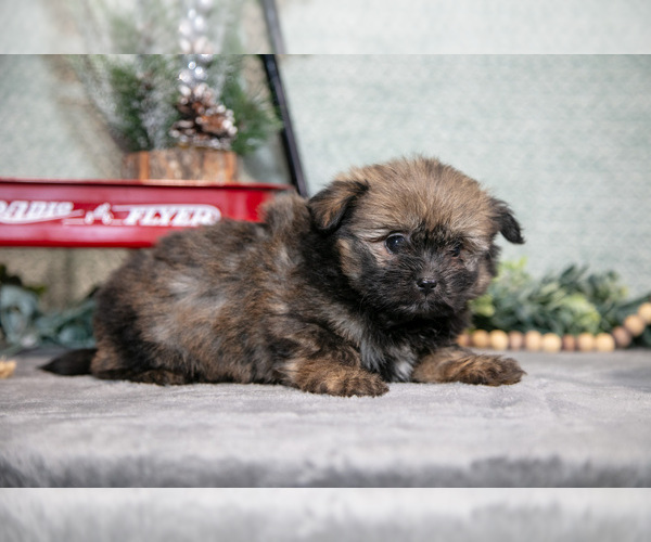 Medium Photo #2 Shiranian Puppy For Sale in SHILOH, OH, USA