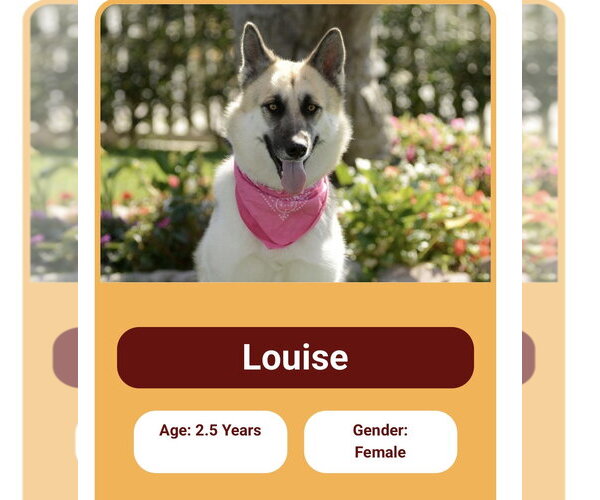 Medium Photo #1 Gerberian Shepsky Puppy For Sale in Marina Del Rey, CA, USA
