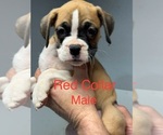 Image preview for Ad Listing. Nickname: Red Male