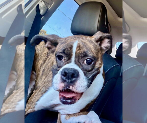 Medium Photo #2 Boxer Puppy For Sale in Dumont, NJ, USA