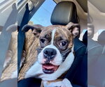Small Photo #2 Boxer Puppy For Sale in Dumont, NJ, USA