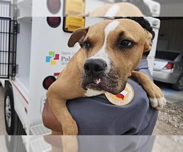 Medium Photo #1 Boxer-Unknown Mix Puppy For Sale in Houston, TX, USA