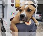 Small Boxer Mix