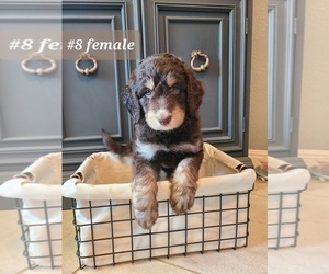 Aussiedoodle Puppy for Sale in GEORGETOWN, Texas USA