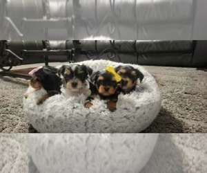 Yorkshire Terrier Puppy for sale in PALMDALE, CA, USA