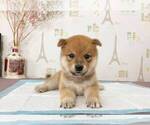 Small Photo #1 Shiba Inu Puppy For Sale in DETROIT, MI, USA
