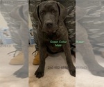 Small Photo #7 Cane Corso Puppy For Sale in DENTSVILLE, MD, USA