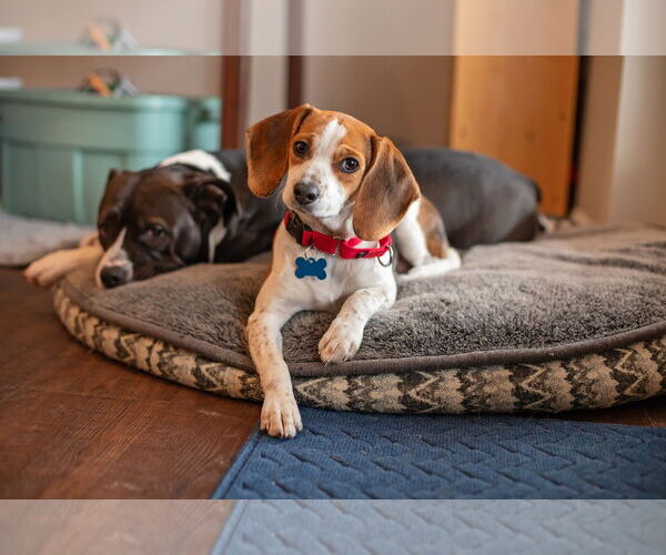 Medium Photo #1 Cheagle Puppy For Sale in Landenberg, PA, USA