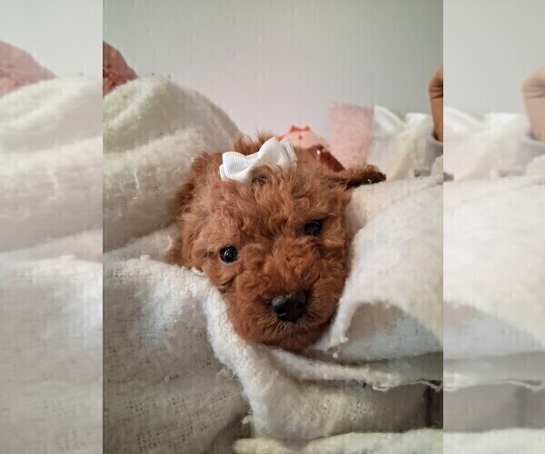 Medium Photo #13 Goldendoodle (Miniature) Puppy For Sale in GASTONIA, NC, USA